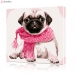 Картина по номерам "Мопс в розовом шарфе" PBN0911, размер 40х40 см